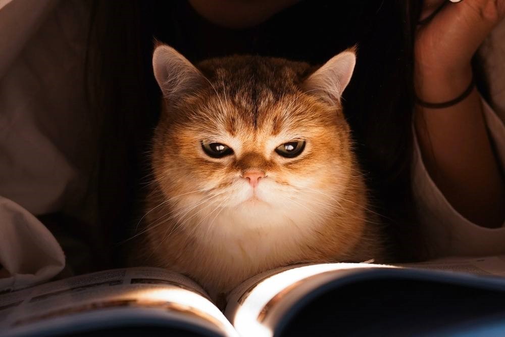 Кот под одеялом с книжкой